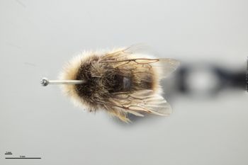 Media type: image;   Entomology 810730 Aspect: habitus dorsal view